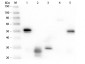 Anti-Rabbit IgG (H&L)  Pre-Adsorbed Secondary Antibody